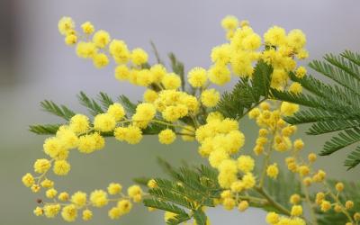 fete des mimosas
