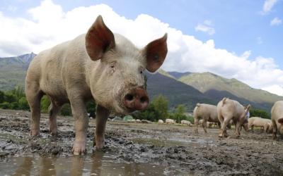 Fete du cochon