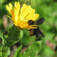 Visite du Jardin Oasis Nature
