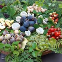 Découverte de l'univers des fruits comestibles