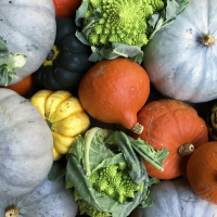 Marché aux plantes et végétaux - Ville de Plaisance du Touch