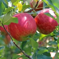 Fête du cidre et du terroir
