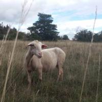 Larzac !