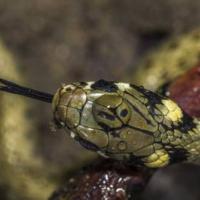Lézards