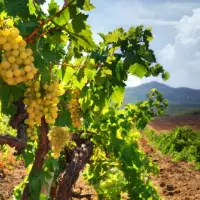 Champagne Roger Coulon
