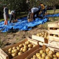 PRENTSAKETA, la pressée des pommes du Verger Conservatoire du Domaine d'Abbadia🍎 