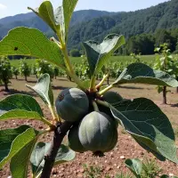 FESTA DI U FICU 