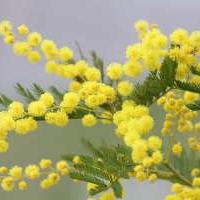 Fête du Mimosa
