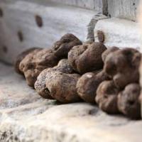 foire de la Truffe de Cuzance
