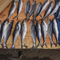 produits de la mer 03 29 86 40 40 Mardi
