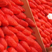 Marché Hebdomadaire dimanche
