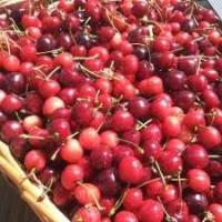 Fêtez la cerise de la vallée du Jaur
