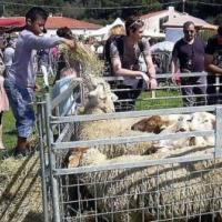 Foire aux Chevreaux