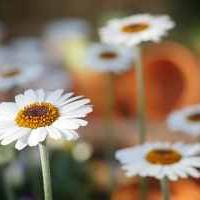 Fête des plantes