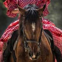 Fête du Cheval