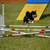 Concours National d'Agility