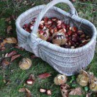 Fete de la Chataigne : Chaud! Les chataignes