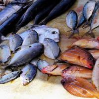 Cavalaire-sur-Mer Marché aux poissons