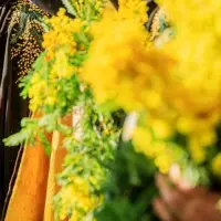 FÊTE DU MIMOSA