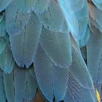 Bourse aux oiseaux d'élevage - CHELLES - 77500