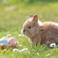 CHASSE AUX OEUFS DE PÂQUES