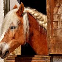 COURSES HIPPIQUES
