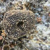 MARCHE AUX TRUFFES