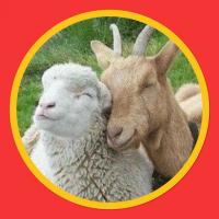 Fête de la chèvre et du mouton