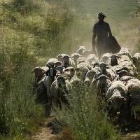 Fête de la transhumance
