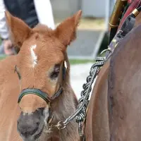 Foire aux Chevaux