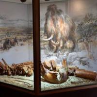 Musée et Site Archéologiques