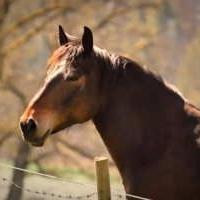 Foire aux chevaux du lundi de Pentecôte