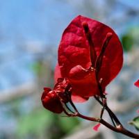 foire aux plantes rares