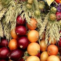 Trébons fête de l’oignon