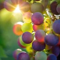 Salon des Vins et Produits du Terroir