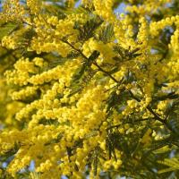 Fête du mimosa