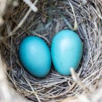 CHASSE AUX OEUFS