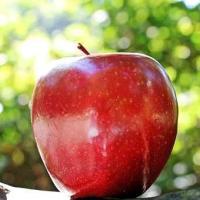FÊTE DE LA POMME 🍎 