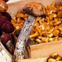 Foire aux champignons