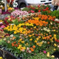Marché de la Résidence