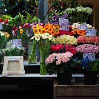 Marché aux Plants