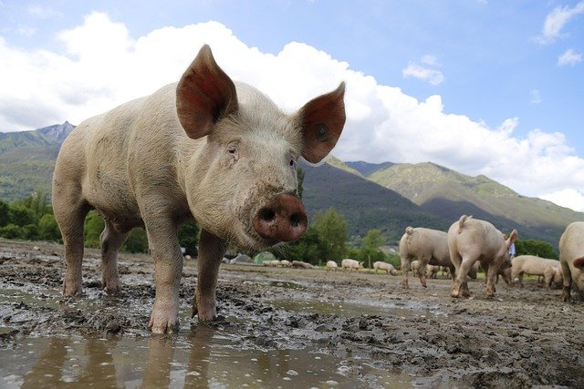Fete du cochon