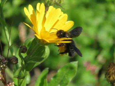 Visite du Jardin Oasis Nature