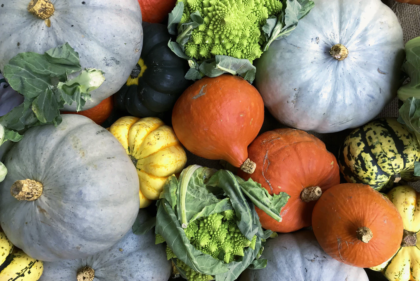 Marché aux plantes et végétaux - Ville de Plaisance du Touch
