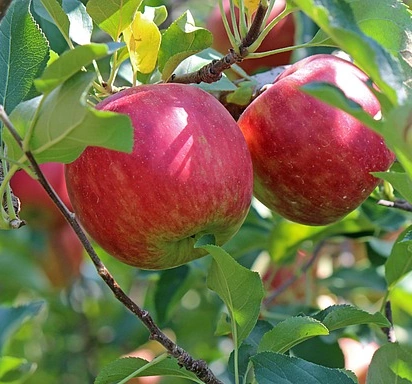 Fête du cidre et du terroir