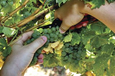 Fête des vendanges