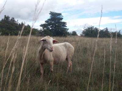 Larzac !
