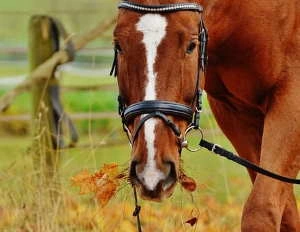 FERME EQUESTRE DES BLEUETS