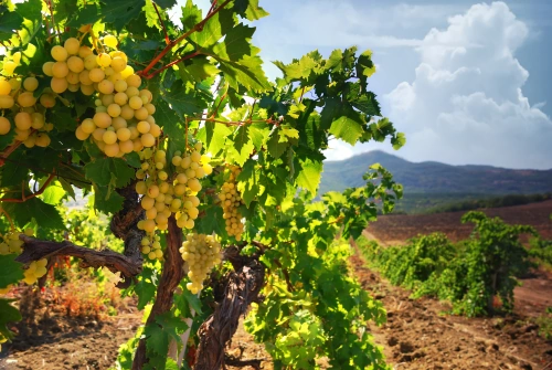 Champagne Claudine Dansin