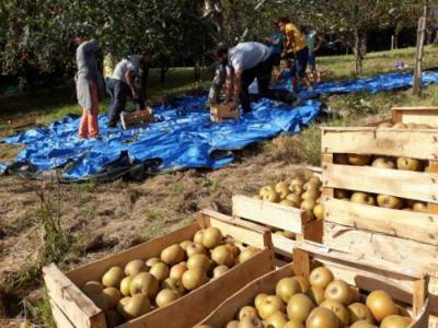 PRENTSAKETA, la pressée des pommes du Verger Conservatoire du Domaine d'Abbadia🍎 
